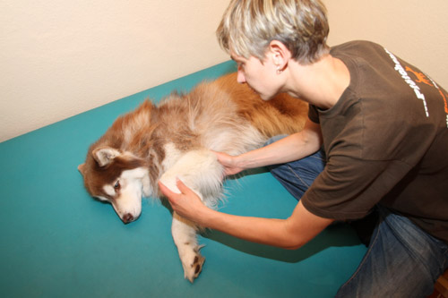 Physiotherapie Hund